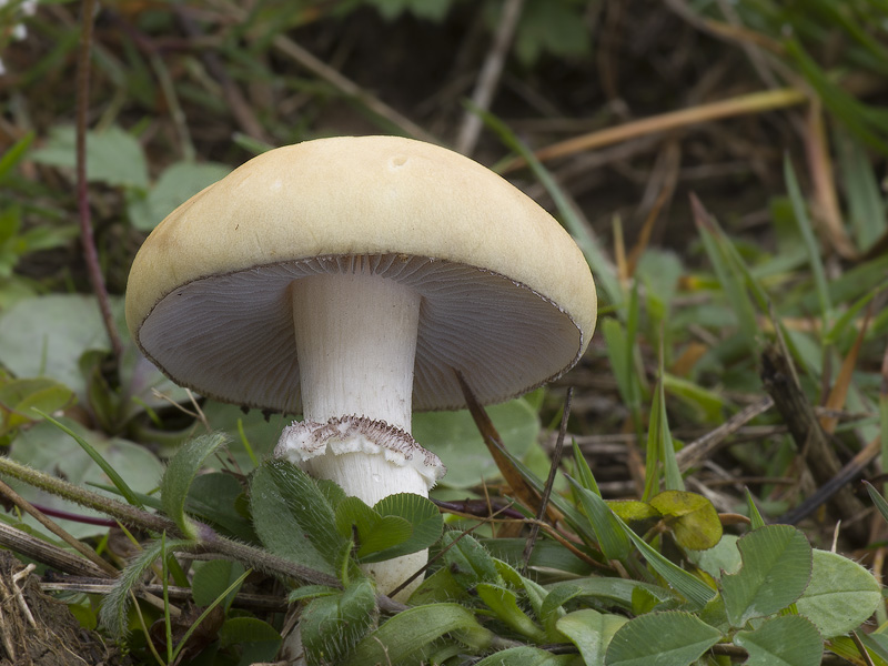 Stropharia coronilla